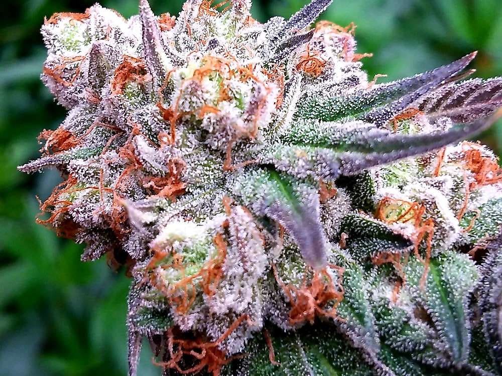 Gelonade strain effects