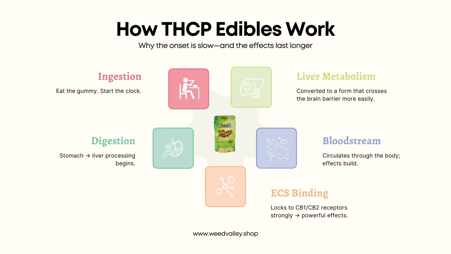 how-thcp-edibles-works