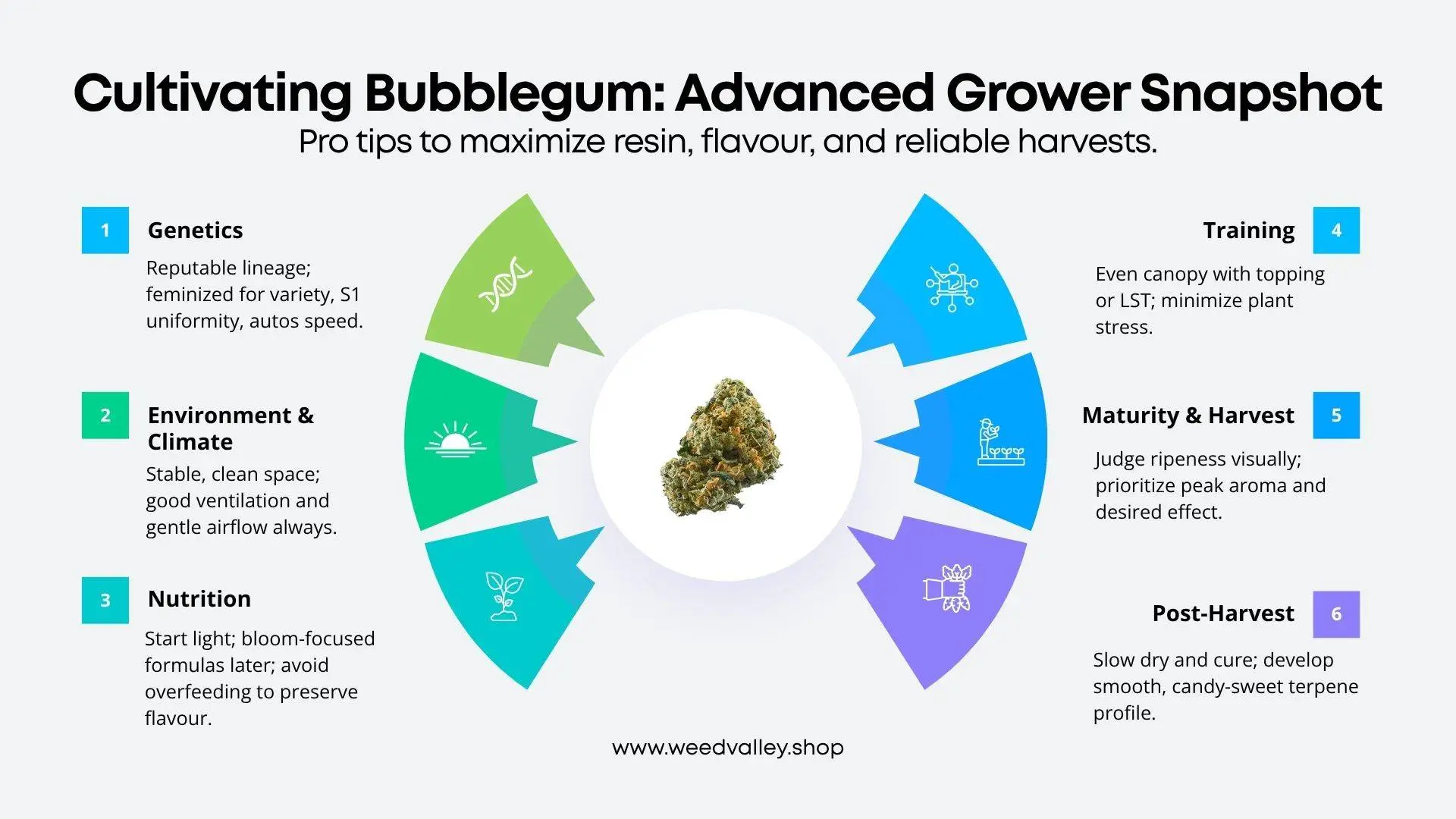 bubblegum-weed-strain