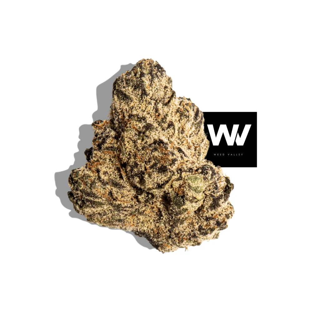 Gelato 33